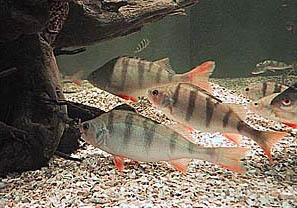 Pesce persico (Perca fluviatilis)
