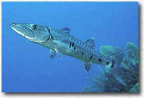 Barracuda (Sphyraena barracuda)