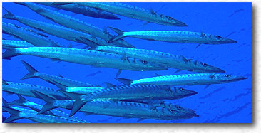 Barracuda (Sphyraena Sphyraena)