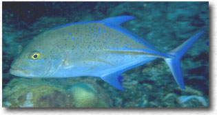 Carango pinne blu (Caranx melampygus)