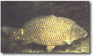 Carpa (Cyprinus carpio)