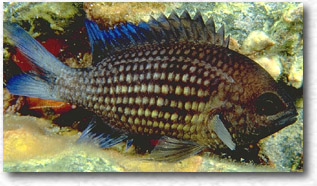 Castagnola (Chromis Chromis)