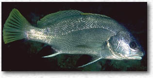 Corvina (Sciaena Umbra)