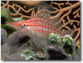 Pesce falco (Oxycirrhites typus)