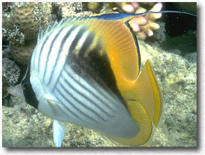 Pesce farfalla auriga (Chaetodon auriga)