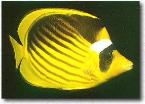 Pesce farfalla fasciato (Chaetodon fasciatus)