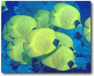 Pesce farfalla mascherato (Chaetodon semilarvatus)