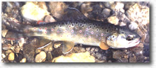 Trota di fiume o fario (Salmo trutta)