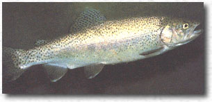 Trota iridea (Oncorhynchus mykiss)