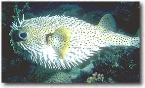 Pesce istrice (Diodon hystrix)