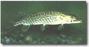 Luccio (Esox lucius)