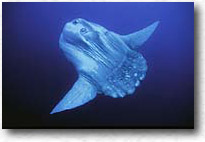 Pesca luna (Mola Mola)