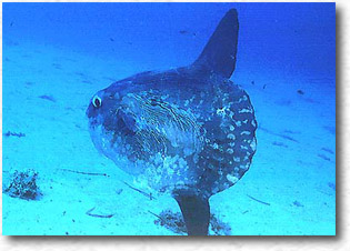 Pesca luna (Mola Mola)