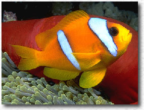 Pesce pagliaccio bifasciato (Amphiprion bicinctus)