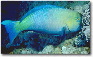 Pesce pappagallo rugginoso (Scarus ferrugineus)