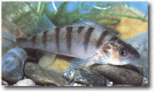 Pesce persico (Perca fluviatilis)