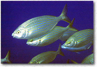 Salpa (Sarpa Salpa)