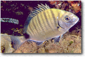 Sarago maggiore (Diplodus Sargus Sargus)