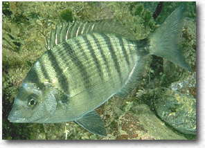 Sarago pizzuto (Diplodus Puntazzo)