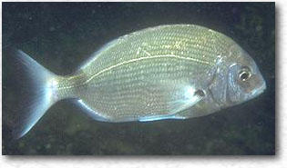 Sarago sparaglione (Diplodus Annularis)