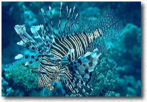 Pesce Scorpione (Pterois volitans)